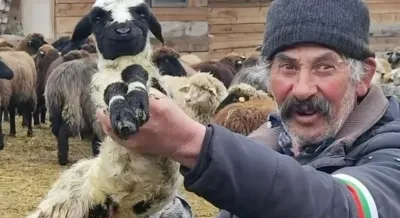 КЛАНЕ! Лъжецът Иван Христанов готви масово убийство на стадото на бай Рибан (ВИДЕО)