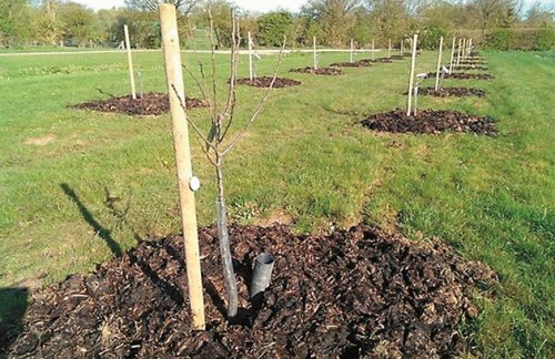 Стара Загора вдига мащабна акция: над 1000 фиданки ще се засадят край &bdquo;Магарешка поляна&ldquo;