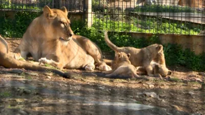Зоопарк Стара Загора кръсти трите лъвчета