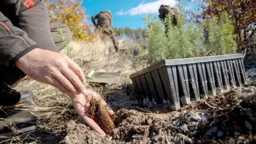 Стара Загора зове: 1000 нови дървета за един ден &ndash; общината кани доброволци на залесяване