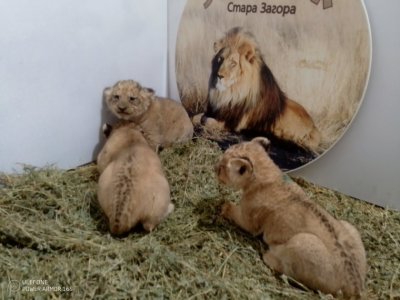 Зоопарк Стара Загора пуска хората да кръстят трите новородени лъвчета