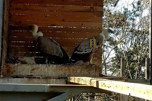 Бебешки бум в Зоопарк Стара Загора: излюпиха се две белоглави лешоядчета