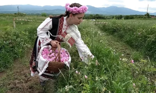 Труден старт на розобера в Казанлъшко