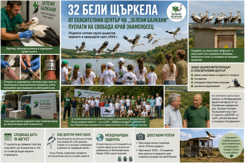 32 бели щъркела се върнаха в природата край Знаменосец: &bdquo;Зелени Балкани&ldquo; пусна първата голяма група за годината