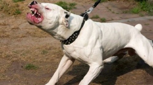 Питбул излезе от двор и нахапа 12-годишно дете в Казанлък, стопанинът е задържан