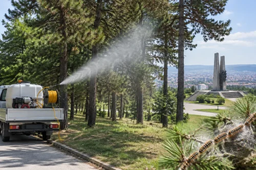 Стара Загора започва наземна обработка срещу боровата процесионка