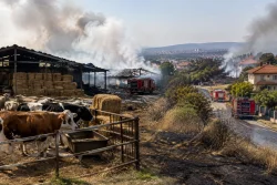 Пожарната спаси 10 къщи и 400 животни край Димитровград