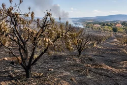 Пожар край Манолово унищожи 3 декара бадемови дръвчета