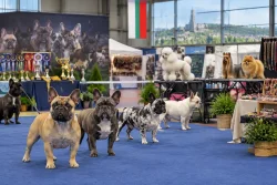 Balkan Exotic Dog Show събра близо 60 кучета в Стара Загора