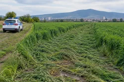 В Стара Загора разследват унищожаване на 1,6 км посеви