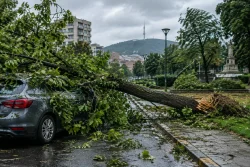 Силният вятър събори дървета в Стара Загора и Сливен